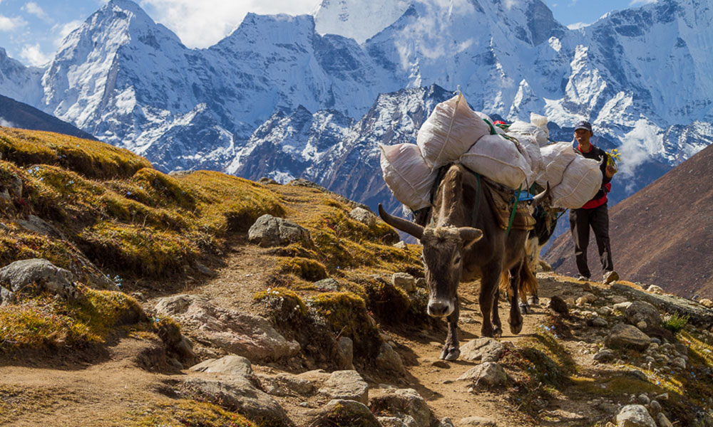 Hiring Guide and Porter for Annapurna Base Camp Trek